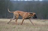 DOGUE ALLEMAND 689
